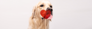 Paws & Kisses