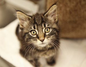 Adoptable Free Roaming Cat Room (3 Remaining)