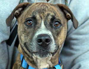 Adoptable Dog Housing (1 Remaining)
