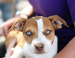 *RESERVED* Adoptable Puppy Rooms