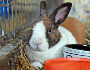 *RESERVED* Adoptable Rabbit Resort