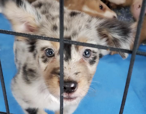 Adoptable Puppy Room Pen (5 Remaining)