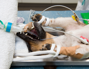 Anesthesia Scavenger Unit