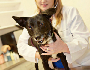 *RESERVED* Animal Examination Room