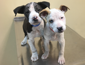 Giving Tuesday Now