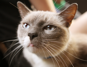 *RESERVED* Cat Adoption Entrance Way