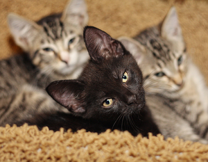 Adoptable Kitten Play Room (3 Remaining)