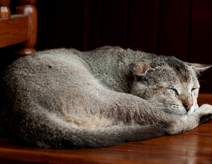 *RESERVED* Free Roaming Cat Room Benches