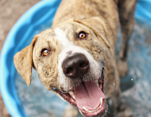 *RESERVED* Doggie Play Pool