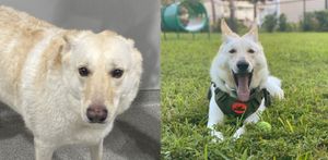 Homeless to Home - How to Save a Life