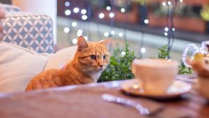 RSVP for Coffee at HSTB