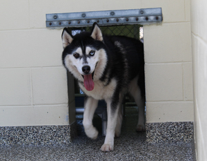Intake Dog Temporary Housing