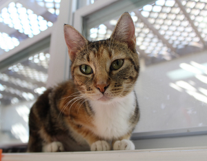 Intake Cat Temporary Housing