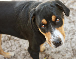 Infectious Isolation Dog Housing Run (13 Remaining)