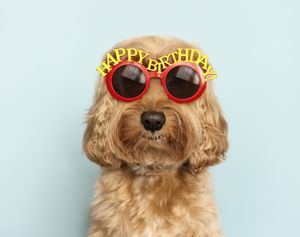 Doggie Birthday Parties