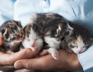 Kitten Nursery
