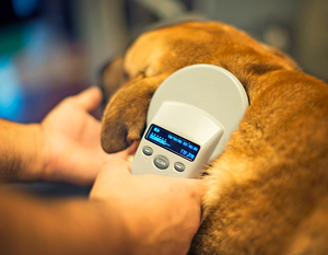 Microchip Scanner (6 Remaining)