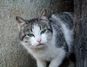 *RESERVED* Outside Working Cat Housing