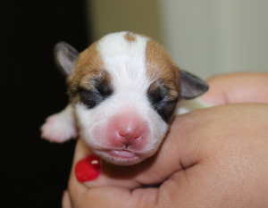 Puppy Nursery