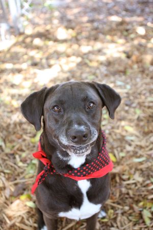 Sophia's Senior Pet Fund Donation