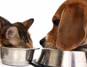 *RESERVED* Shelter Animal Kitchen