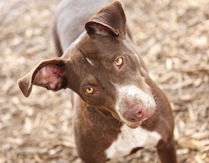 Shelter Dog Recovery Area Run (4 Remaining)