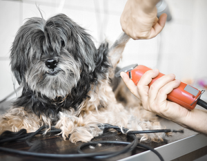 *RESERVED* Shelter Grooming