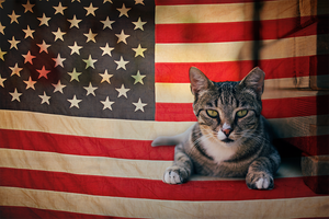 Spa Kitty 2021