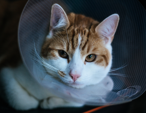 Surgery Cat Recovery