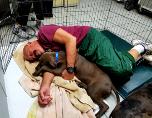*RESERVED* Surgery Dog Recovery