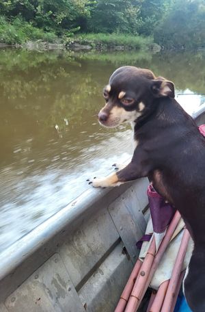 donna qualls' Fundraiser