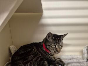 Kitty Check Fundraiser