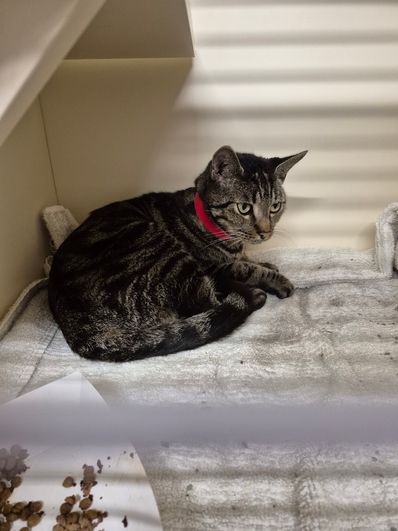 Kitty Check Fundraiser