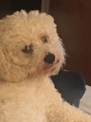 JJ and M Southern Precious Paws