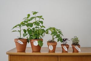 Summer Plants