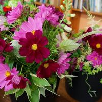 NCOF Bouquet Shares at the Natick Senior Center
