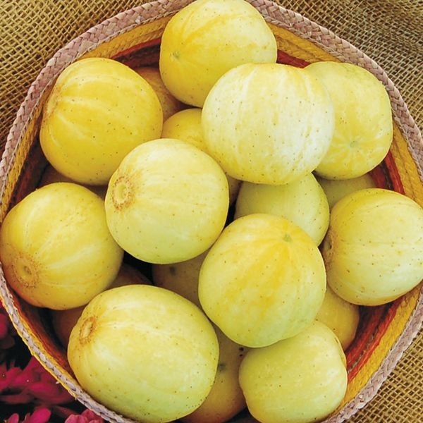 Cucumber 'Lemon' — Natick Community Organic Farm