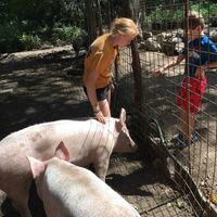 Goat, Sheep, Pigs, Cow, oh my! (Ages 5 and up)