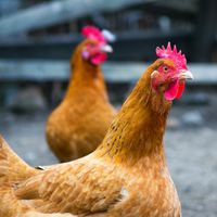 Cluckin’ on the Farm (All Ages)