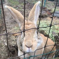 Hoppin’ on the Farm (All Ages)