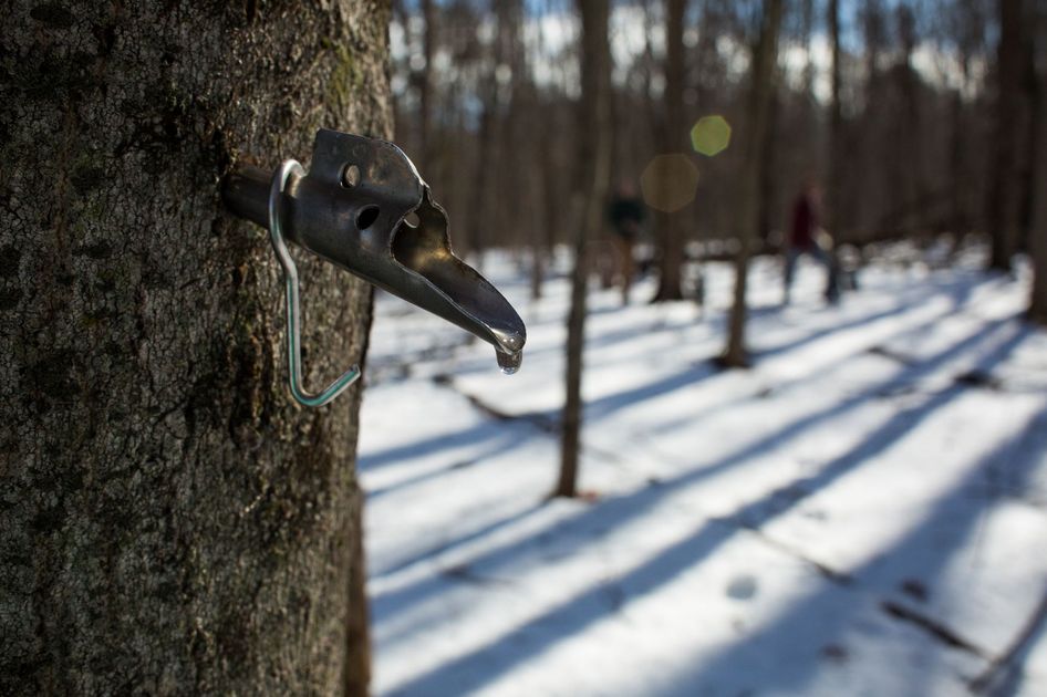 Weekday Maple Sugaring Tour — Natick Community Organic Farm