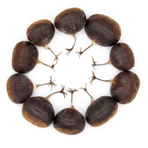 2026 Wild-Type American Chestnut Seed Sale