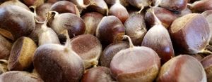 NC/SC Seedling Sale