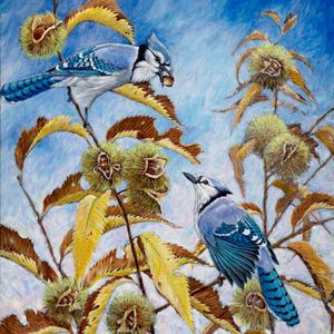 Blue Jay Print