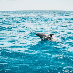 Dolphin Tour