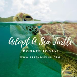 Would You Like to Adopt A Turtle?