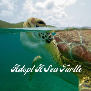 Would You Like to Adopt A Turtle?
