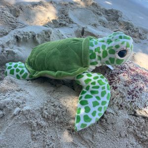 Large Green Sea Turtle