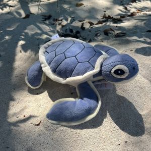 Hatchling Sea Turtle
