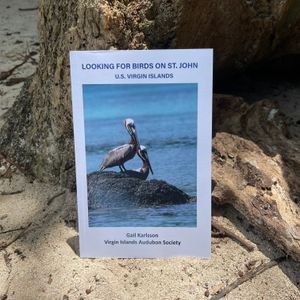 Looking for Birds on St. John, USVI